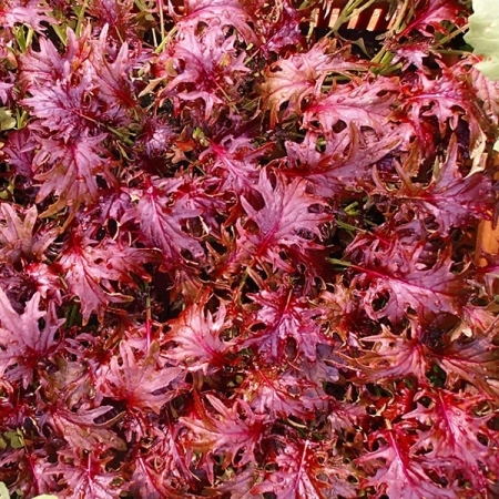 KALE RED RUBLE