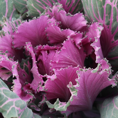 KALE BUTTONHOLE STARMAKER