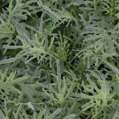 KALE JAGALLO NERO