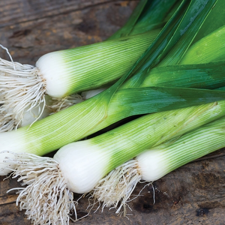 LEEK CHEFS WHITE