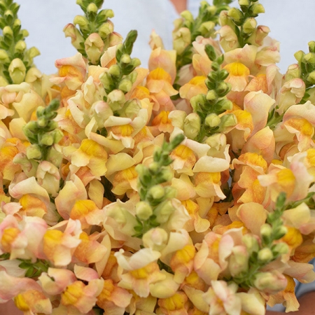 ANTIRRHINUM COSTA APRICOT F1