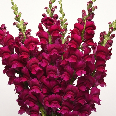 ANTIRRHINUM POTOMAC ROYAL F1