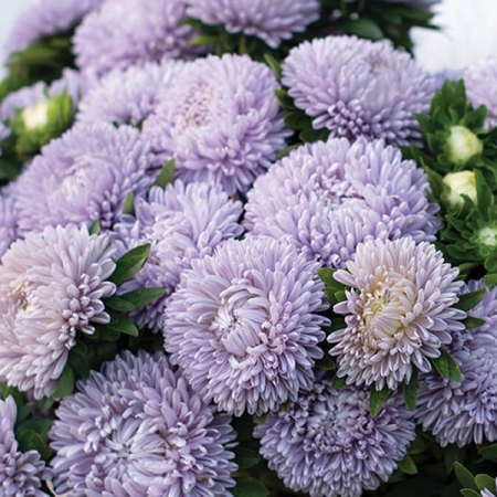 ASTER LADY CORAL LAVENDER