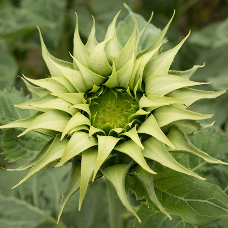 HELIANTHUS SUN FILL GREEN F1