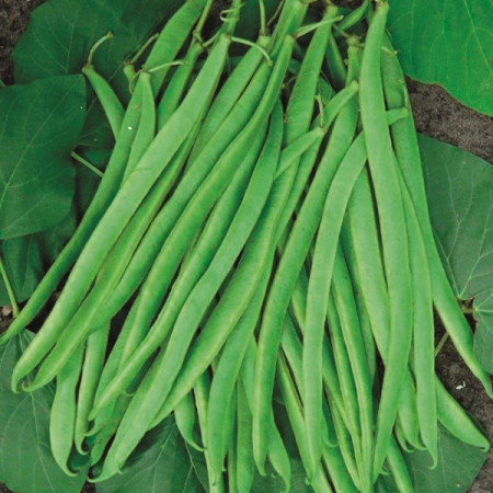 RUNNER BEAN EQUATOR