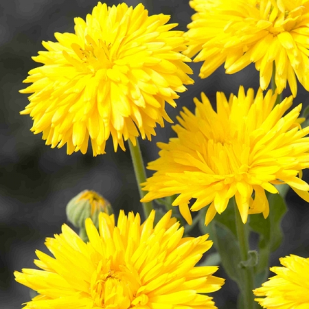 CALENDULA PORCUPINE YELLOW