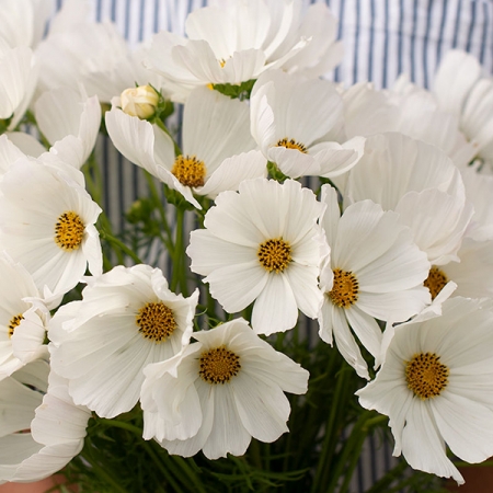 COSMOS AFTERNOON WHITE
