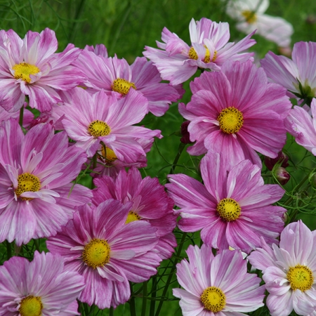 COSMOS ROSETTA