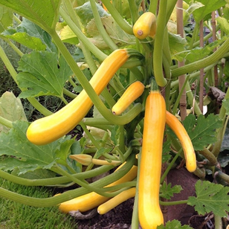 COURGETTE SHOOTING STAR F1