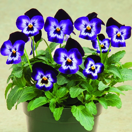 VIOLA ROCKY DENIM JUMP UP