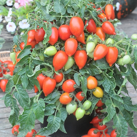 TOMATO FUNNYPLUM RED F1