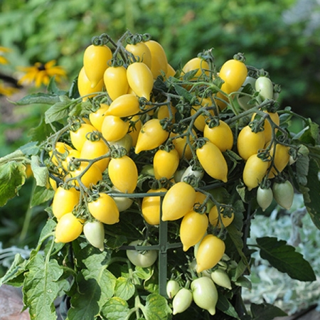 TOMATO FUNNYPLUM YELLOW F1