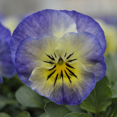 VIOLA SORBET NEPTUNE F1