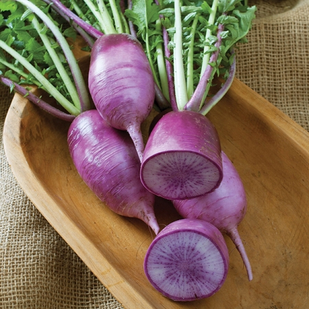 RADISH BRAVO