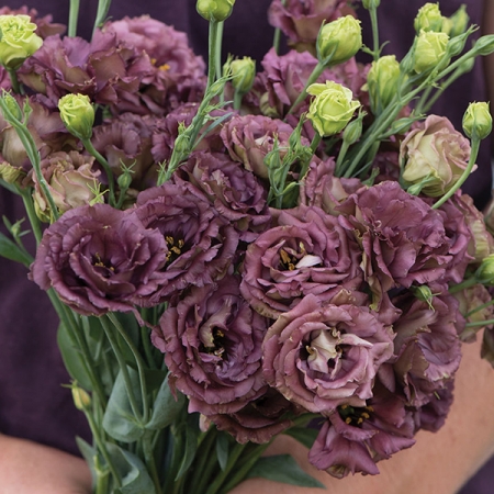 EUSTOMA ROSANNE DEEP BROWN F1