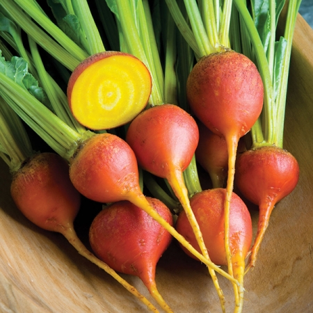 BEETROOT TOUCHSTONE GOLD