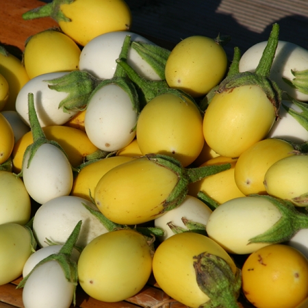 AUBERGINE YELLOW THAI