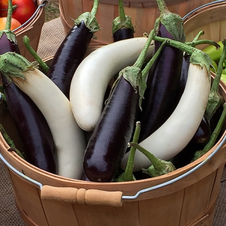 Aubergine Gretel F1 Seeds A Z