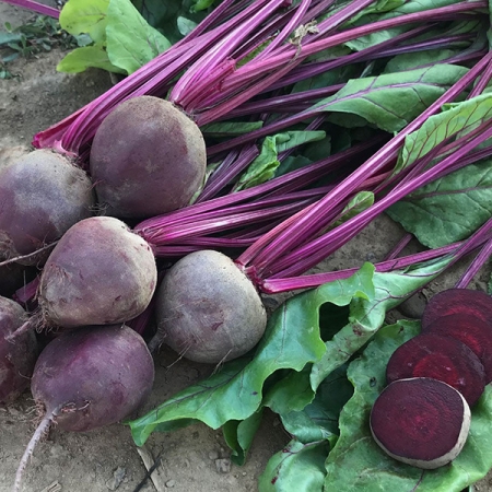 BEETROOT SUBETO F1