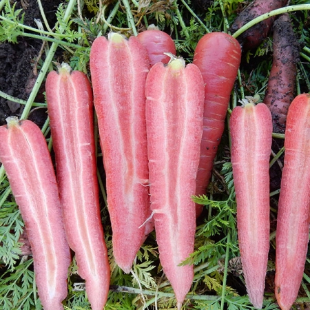 CARROT RUBY PRINCE F1