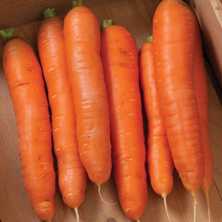 CARROT BOLERO F1