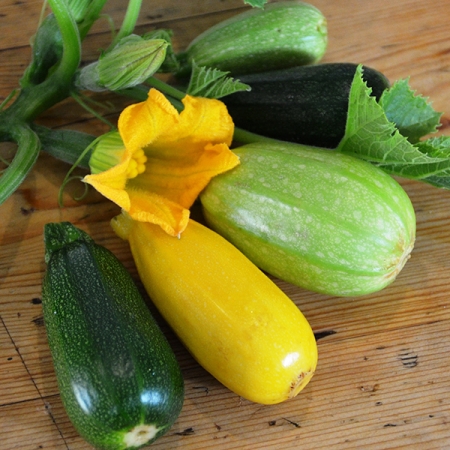 COURGETTE GRILLER F1 MIXED