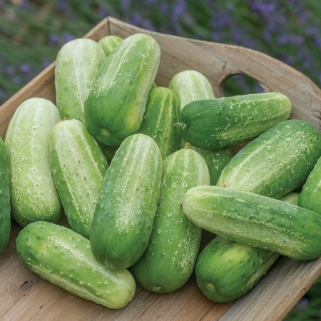 CUCUMBER PICKLEBUSH