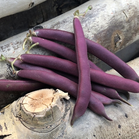 DWARF BEAN RED SWAN