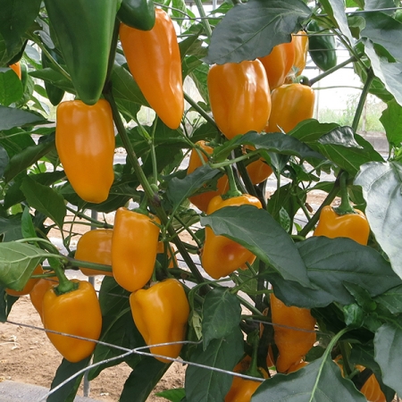 PEPPER MIDAS