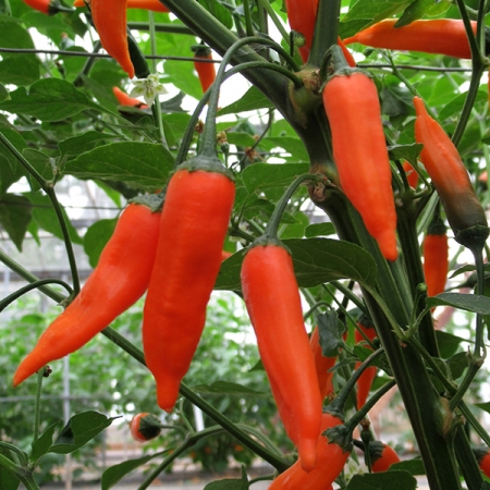 PEPPER SLOWBURN
