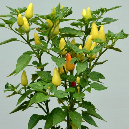 PEPPER TURKISH PICKLING
