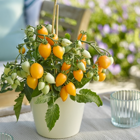 TOMATO FUNNYPLUM ORANGE