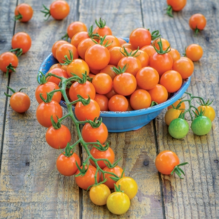 TOMATO HONEYCOMB