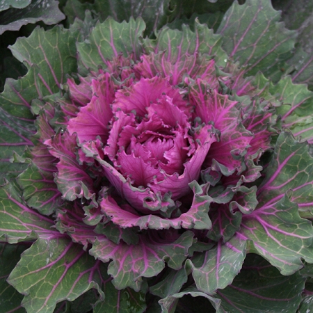 KALE BUTTONHOLE STARMAKER