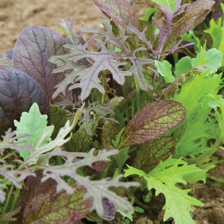 LETTUCE ELEGANCE GREEN SALAD MIXED