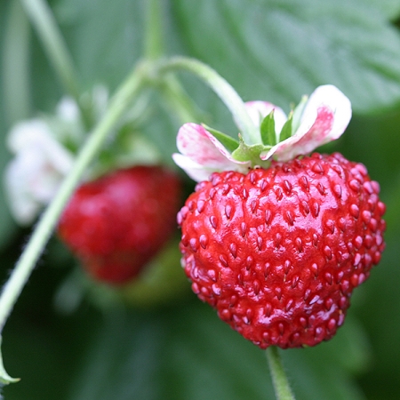 STRAWBERRY MIGNONETTE