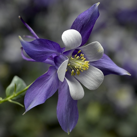 AQUILEGIA KIRIGAMI DEEP BLUE & WHITE F1