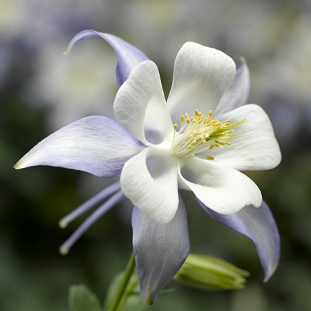 AQUILEGIA KIRIGAMI LIGHT BLUE F1