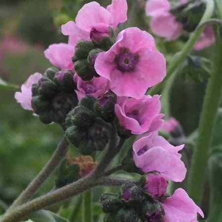 CYNOGLOSSUM MYSTIC PINK