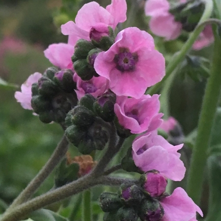 Chinese Forget-Me-Not Seeds - Mystic Pink Flower Seeds