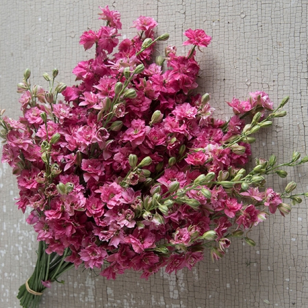 LARKSPUR CARMINE ROSE