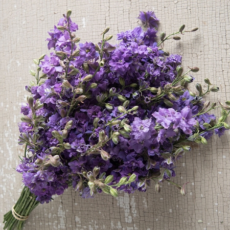 LARKSPUR LILAC LASS