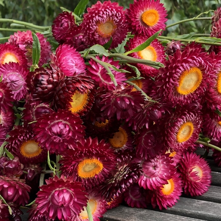 HELICHRYSUM POMEGRANATE