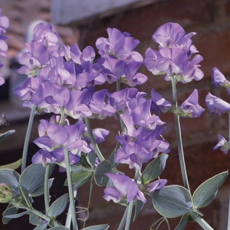 LATHYRUS NERVOSUS