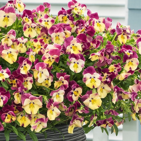 PANSY COOL WAVE STRAWBERRY SWIRL F1