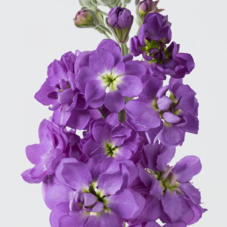 STOCKS TOSCA BLUE SEA SEEDS | New & Featured Flowers