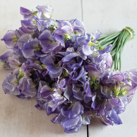 SWEET PEA BLUE RIPPLE