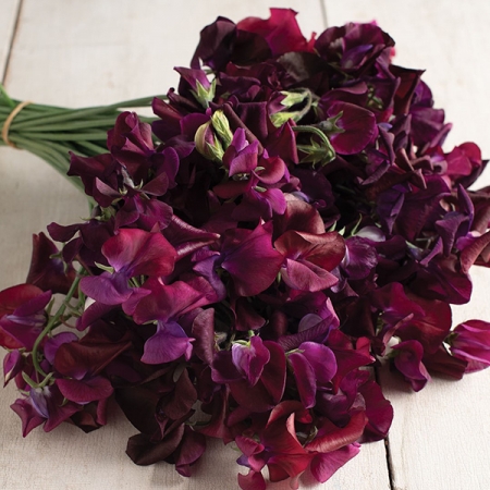 SWEET PEA MIDNIGHT