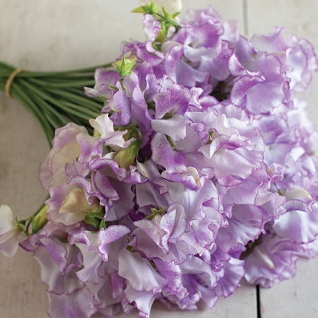 SWEET PEA PULSAR