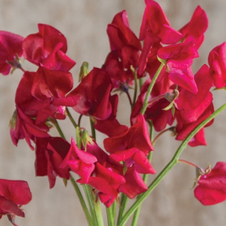 SWEET PEA ELEGANCE DEEP RED